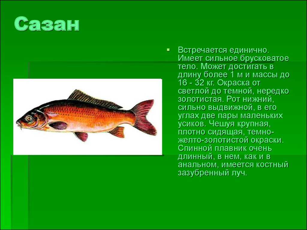 Рыбы красной книги: фото, видео, места обитания