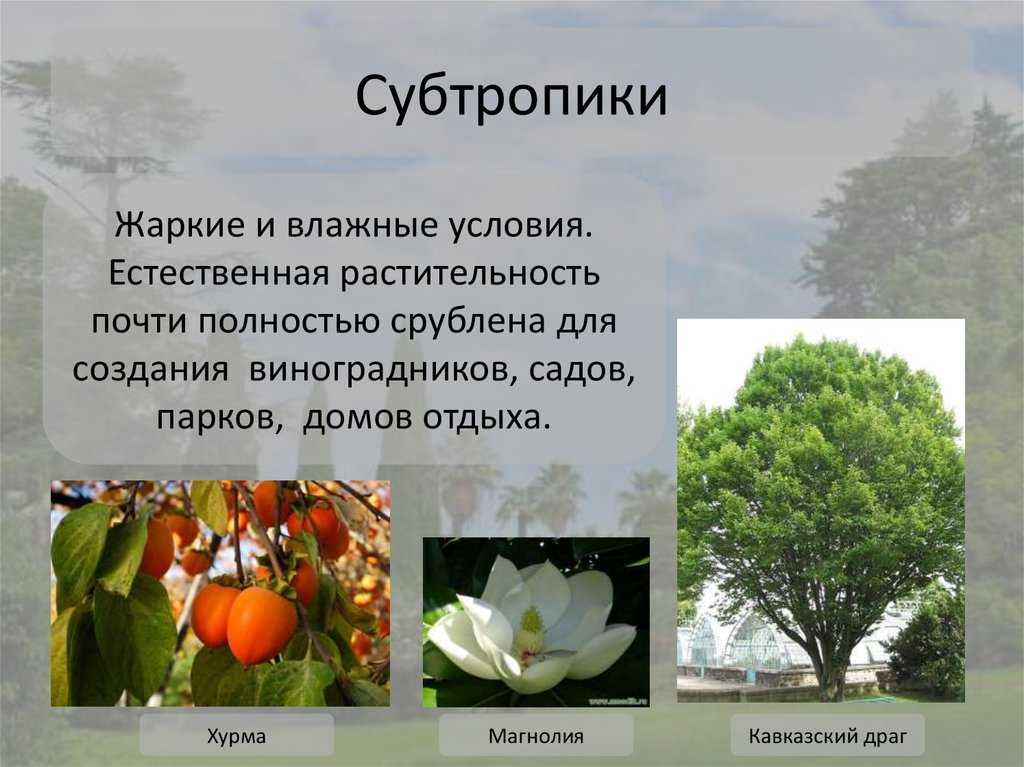 Всё про бамбук в сочи - блог о ландшафтном дизайне