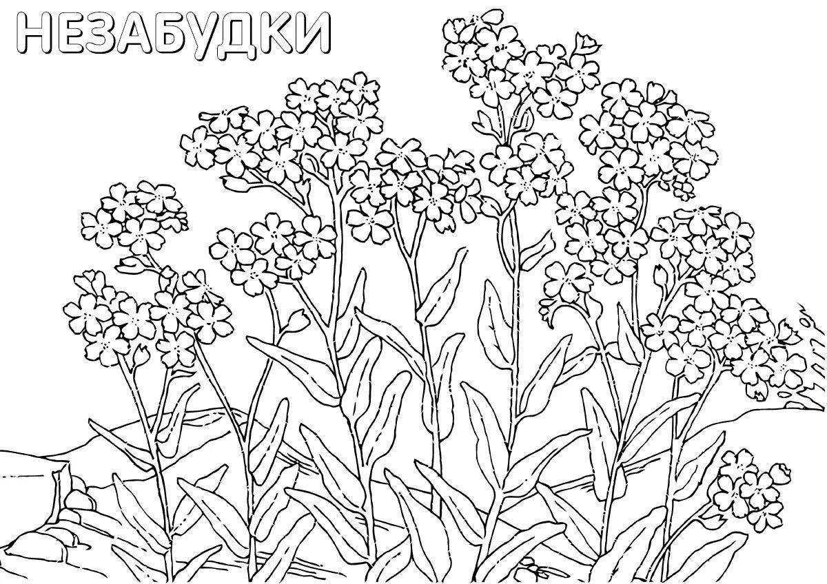 Раскраски цветов для маленьких детей. раскраски для детей. полевые и луговые цветы