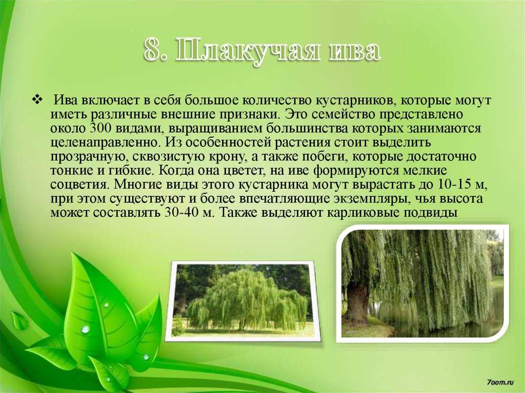 Раскраски береза: раскраски береза – распечатать в формате а4 – twin-star.ru – магазин канцелярских товаров