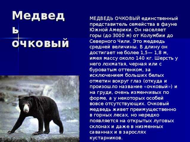 Топ-10 раскраски бурых медведей для самых маленьких