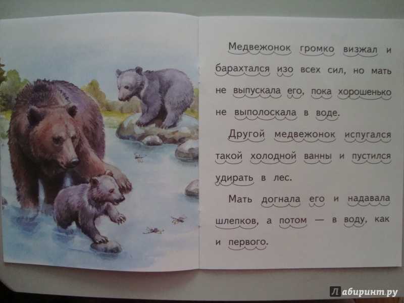 Бианки рассказы купание. Купание медвежат книга. Книга купание медвежат Бианки. Картинки к рассказу купание медвежат Бианки. Купание медвежат Бианки.