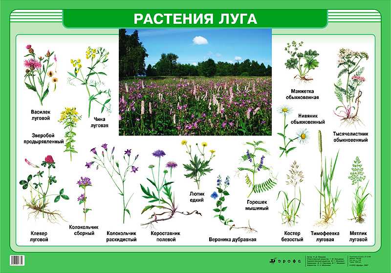 Раскраска цветы для детей красивые букеты распечатать бесплатно