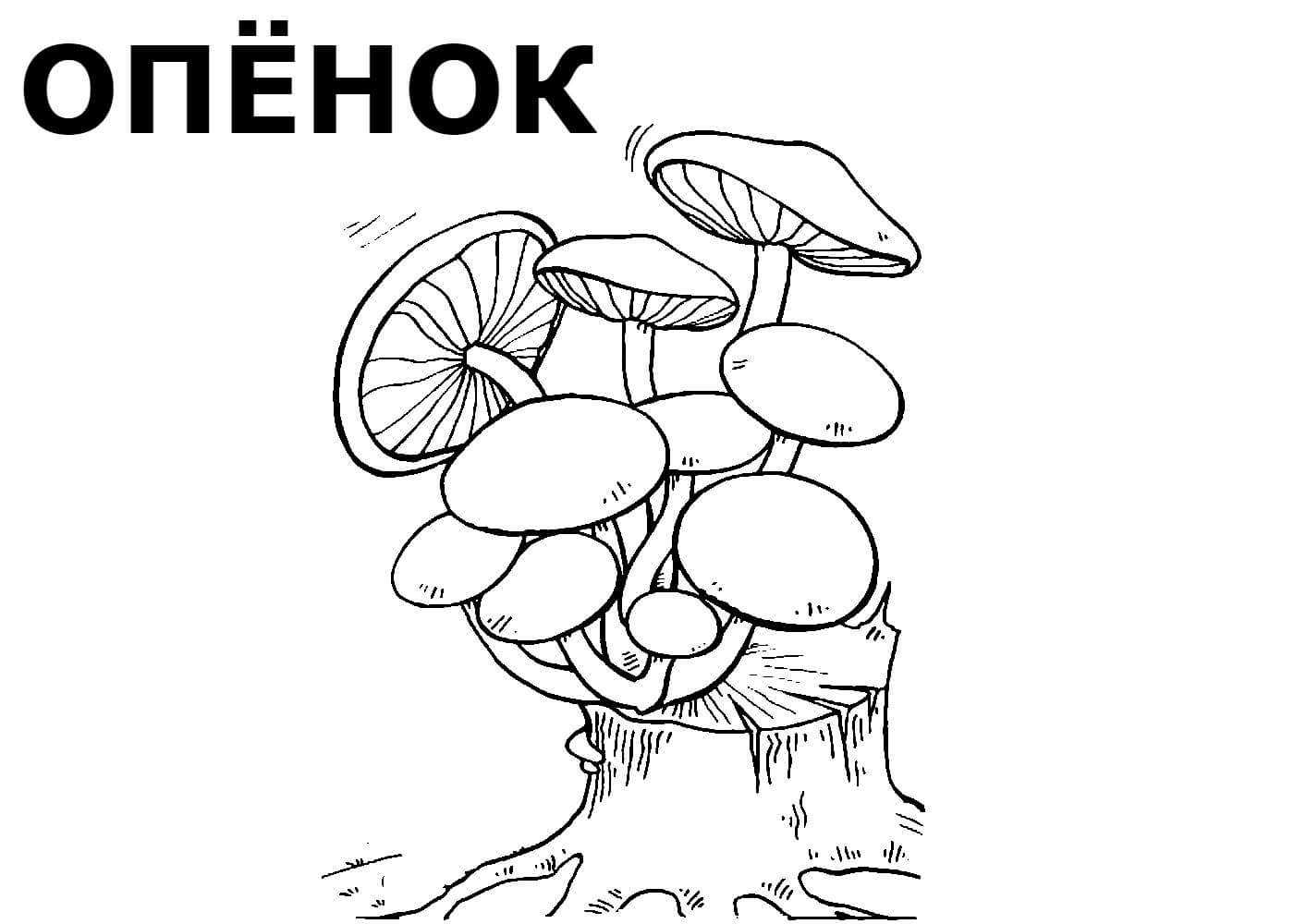 Осенние грибы — когда и какие пойдут, как отличить от опасных двойников