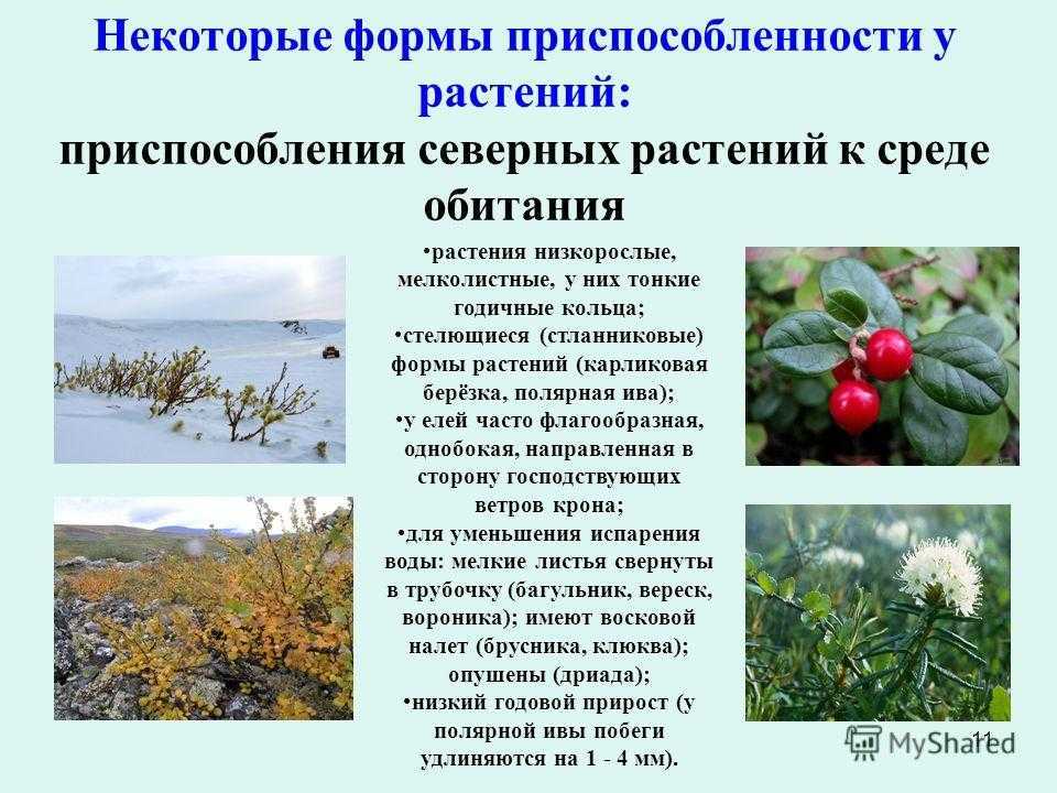 Где растёт фиалка в природе и какова её приспособленность к среде обитания: фото в естественных условиях