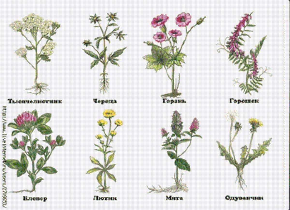 Красивые полевые и луговые цветы: желтые, белые, синие, розовые, фиолетовые