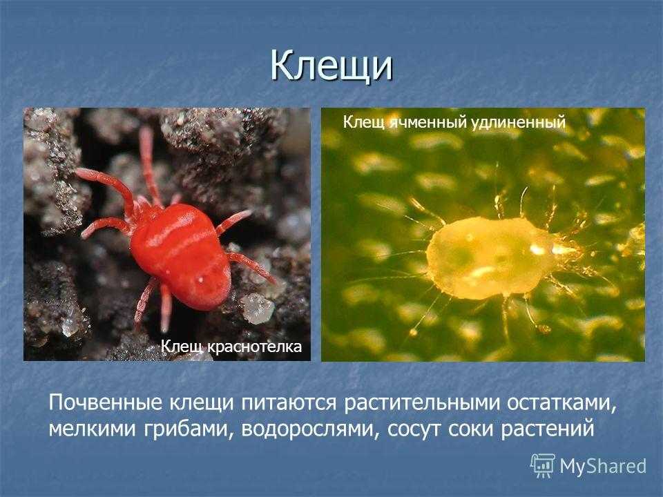 Смертельная опасность откуда не ждали: чем грозит укус клеща - hi-news.ru