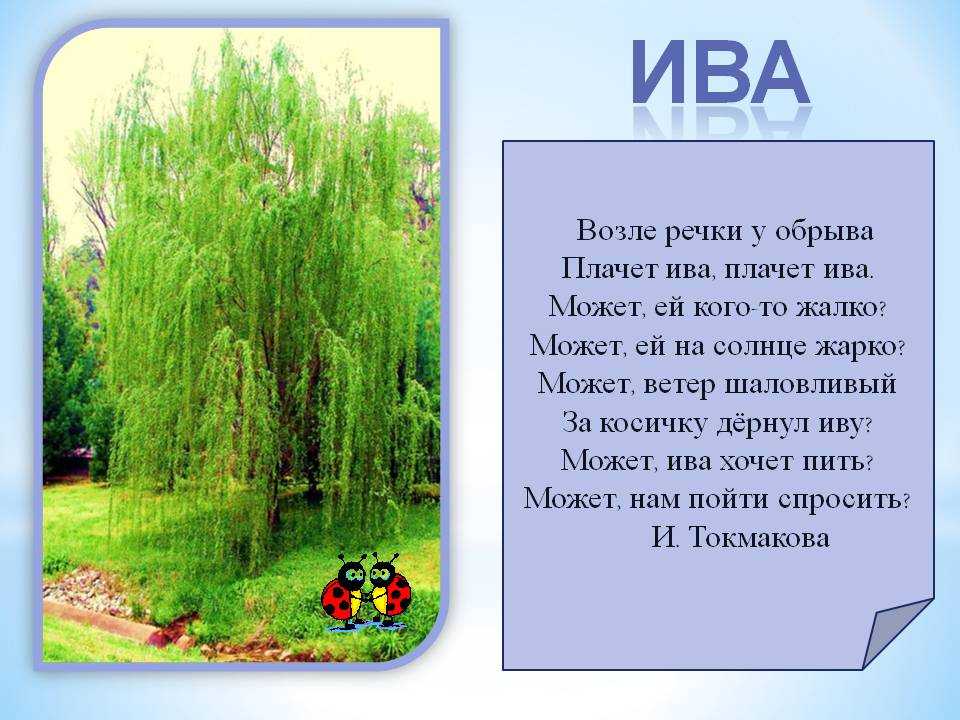 Раскраски Ива познакомят детей с деревом, которое часто можно встретить на берегах рек, прудов и озер Скачайте или распечатайте бесплатные раскраски Ивы, которые дети будут с удовольствием разукрашивать