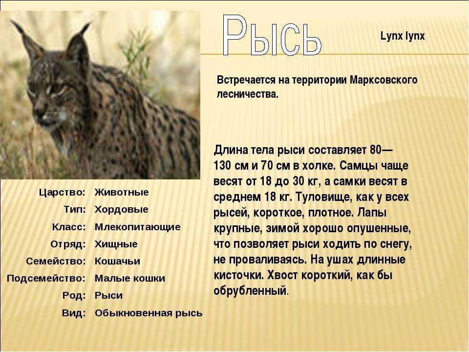Северо-осетинский заповедник рысь. Рысь численность. Рысь на камере. Численность рыси обыкновенной в россии. Рысь саратовская область красная книга.