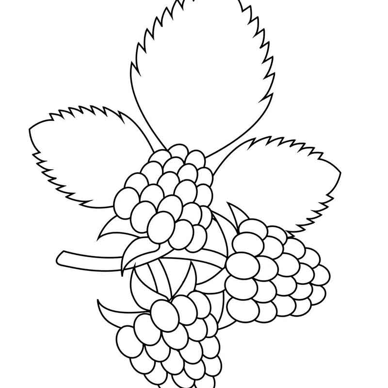 Малина ((raspberries)) | раскраски для детей 20 разукрашек