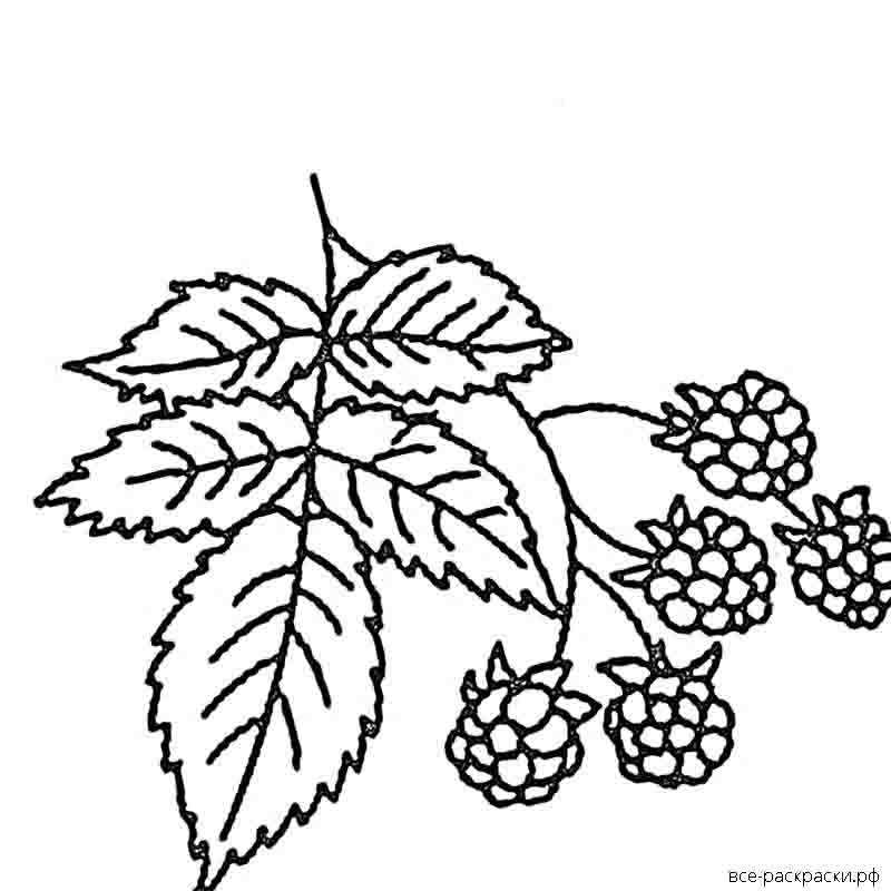 Малина ((raspberries)) | раскраски для детей 20 разукрашек