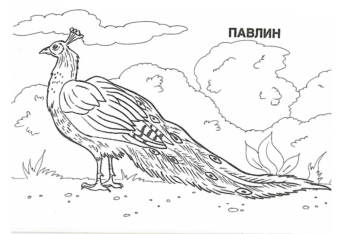 Раскраски красная книга — распечатать в формате а4